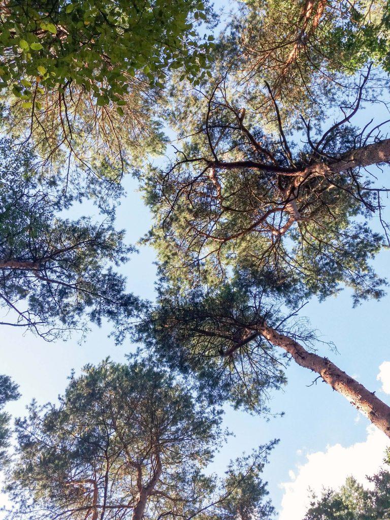 Foto van bomen met daarachter de blauwe lucht.