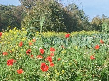 Foto van wilde bloemen op de pagina met veelgestelde vragen.
