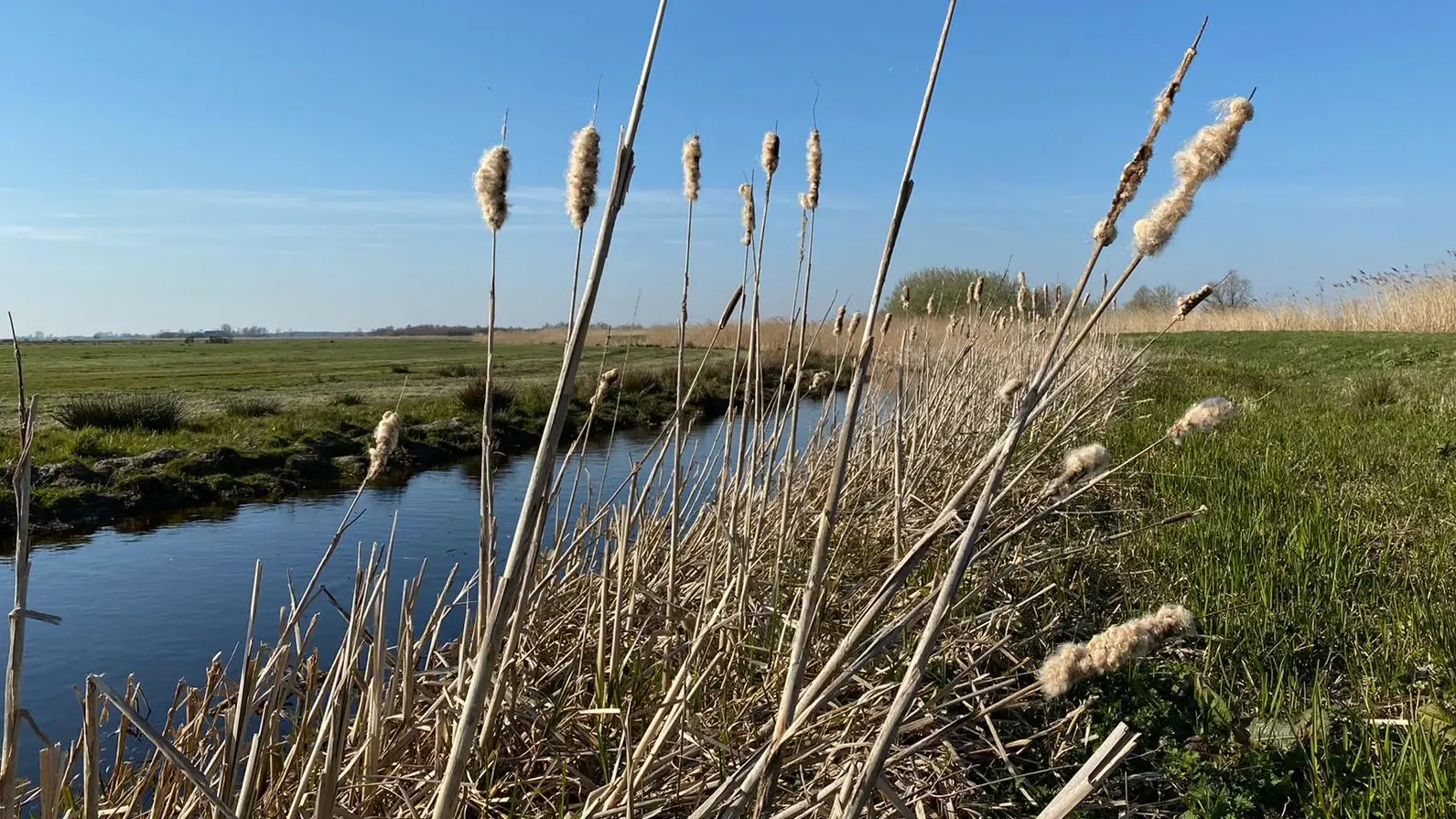 Foto van rietstengels aan de waterkant in een polder.